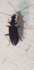Platynina