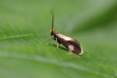 Epimartyria bimaculella
