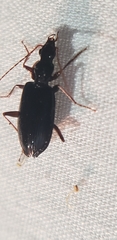 Platynina