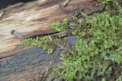 Hypnum dieckii
