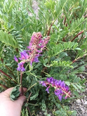 Astragalus bisulcatus