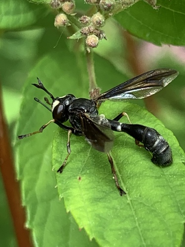 Eastern thick-headed fly