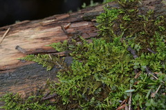 Hypnum dieckii