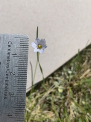 Sisyrinchium septentrionale