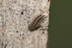 Polyxenida