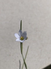 Sisyrinchium septentrionale