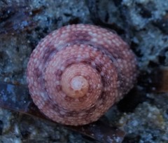 Clanculus limbatus