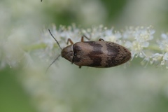 Araeopidius monachus
