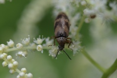 Araeopidius monachus