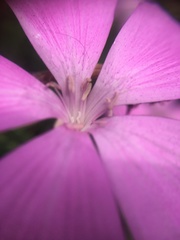 Dianthus palinensis