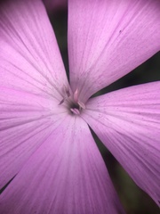 Dianthus palinensis