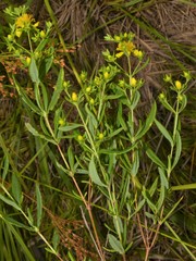 Hypericum lobocarpum