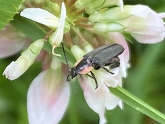 Pyropyga decipiens