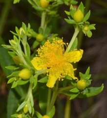 Hypericum lobocarpum
