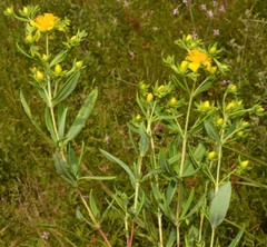 Hypericum lobocarpum