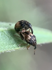 Nanophyes marmoratus