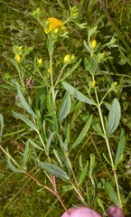 Hypericum lobocarpum