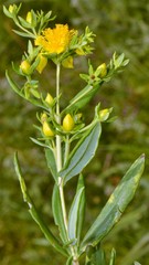 Hypericum lobocarpum