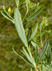Hypericum lobocarpum