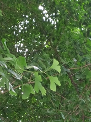 Ginkgo biloba