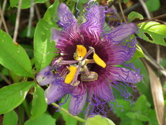 Passiflora cincinnata