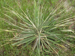 Yucca necopina