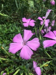 Dianthus palinensis