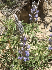 Lupinus argenteus argenteus