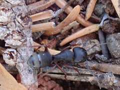 Camponotus modoc