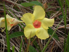 Mandevilla scabra