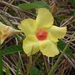 Mandevilla scabra - Photo (c) Frederico Acaz Sonntag, some rights reserved (CC BY-NC), uploaded by Frederico Acaz Sonntag
