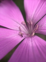 Dianthus palinensis