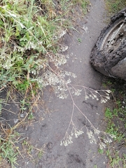 Gypsophila altissima