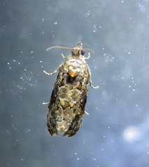 Endothenia