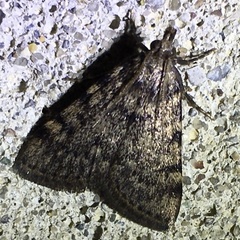 Aglossa pinguinalis