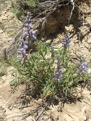 Lupinus argenteus argenteus