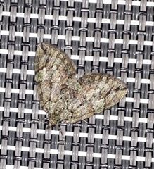 Hydriomena renunciata