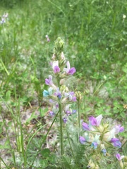 Oxytropis borealis