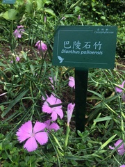 Dianthus palinensis