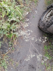 Gypsophila altissima