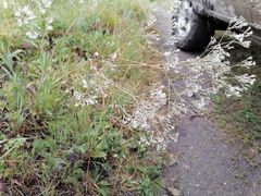 Gypsophila altissima