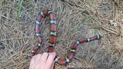 Lampropeltis gentilis