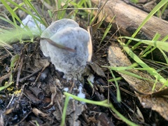 Hypomyces cervinigenus