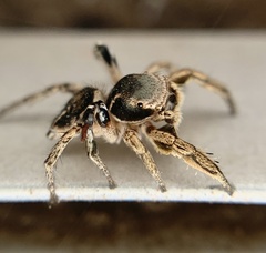 Habronattus schlingeri