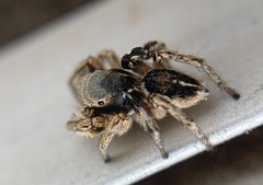Habronattus schlingeri