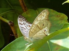 Junonia atlites atlites