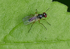 Tanypezidae