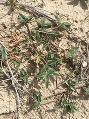 Trifolium gymnocarpon