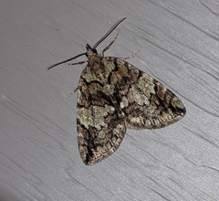 Hydriomena renunciata