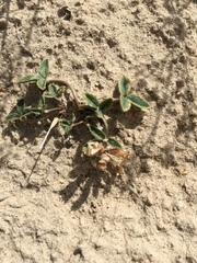 Trifolium gymnocarpon